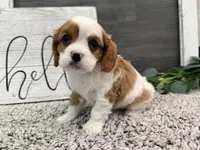Osborn, a male Cavalier King Charles Spaniel for sale in Shipshewana, IN – Photo 3 of 4