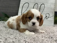 Osborn, a male Cavalier King Charles Spaniel for sale in Shipshewana, IN – Photo 4 of 4