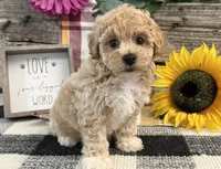 Veda, a female Bichon Frise and Poodle - Toy  for sale in Shipshewana, IN – 3 of 6