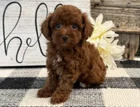 Bailey, a male Poodle - Toy  for sale in Shipshewana, IN – 3 of 6