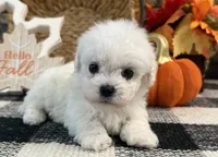 Dreamer, a male Bichon Frise for sale in Shipshewana, IN – 2 of 6