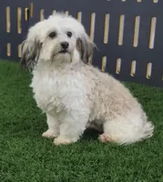 Laylin, a female Havanese and Poodle - Toy  for sale in Shipshewana, IN – 6 of 6