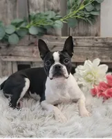 O'Hara, a female Boston Terrier for sale in Shipshewana, IN – 7 of 8