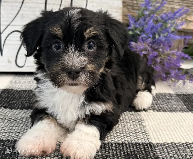 Rio – Havanese puppy for sale in Shipshewana, IN