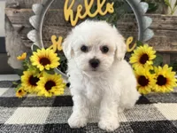 Theodore, a male Bichon Frise for sale in Shipshewana, IN – 3 of 6