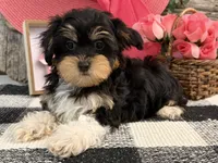 Leslie, a female Havanese and Poodle - Toy  for sale in Shipshewana, IN – 2 of 6