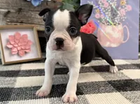 Arabella, a female Boston Terrier for sale in Shipshewana, IN – 2 of 6