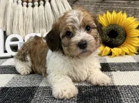 Halston, a male Havanese for sale in Shipshewana, IN – 1 of 6
