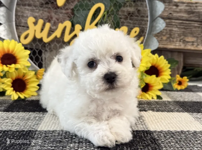 Tavis – Bichon Frise puppy for sale in Shipshewana, IN