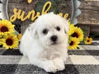 Tavis, a male Bichon Frise for sale in Shipshewana, IN – 1 of 6