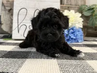 Bryce, a male Havanese and Poodle - Miniature  for sale in Shipshewana, IN – Photo 4 of 6
