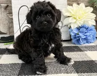 Bryce, a male Havanese and Poodle - Miniature  for sale in Shipshewana, IN – Photo 3 of 6