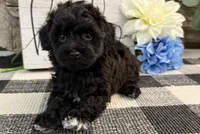 Bryce, a male Havanese and Poodle - Miniature  for sale in Shipshewana, IN – Photo 2 of 6