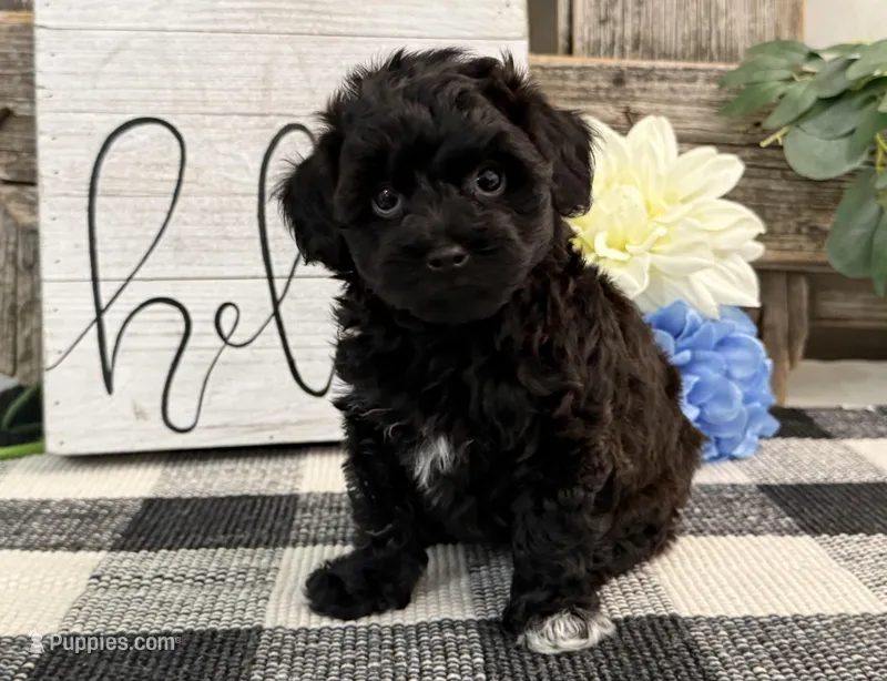 Bryce, a male Havanese and Poodle - Miniature  for sale in Shipshewana, IN – Photo 1 of 6