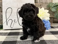 Bryce, a male Havanese and Poodle - Miniature  for sale in Shipshewana, IN – Photo 1 of 6