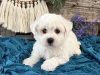 Terrence, a male Bichon Frise for sale in Shipshewana, IN – 1 of 6