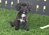 Bronson, a male Havanese and Poodle - Miniature  for sale in Shipshewana, IN – 3 of 6