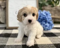 Nash, a male Bichon Frise and Cavalier King Charles Spaniel for sale in Shipshewana, IN – 4 of 6