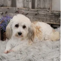 Haelynn, a female Havanese for sale in Shipshewana, IN – 5 of 6