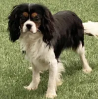Niles, a male Bichon Frise and Cavalier King Charles Spaniel for sale in Shipshewana, IN – 6 of 6