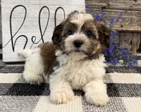Flint, a male Havanese for sale in Shipshewana, IN – 2 of 6