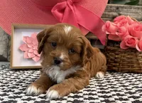 Portland, a female Cavalier King Charles Spaniel and Poodle - Toy  for sale in Shipshewana, IN – 4 of 5