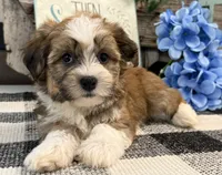 Fletcher, a male Havanese for sale in Shipshewana, IN – 2 of 6