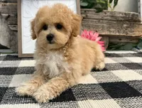 Veda, a female Bichon Frise and Poodle - Toy  for sale in Shipshewana, IN – 3 of 6