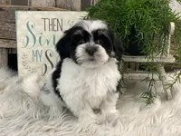 Denver, a male Havanese for sale in Shipshewana, IN – Photo 2 of 4