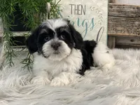 Denver, a male Havanese for sale in Shipshewana, IN – Photo 3 of 4