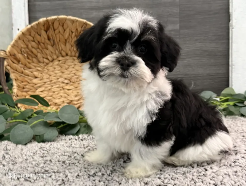 Denver – Havanese puppy for sale in Shipshewana, IN