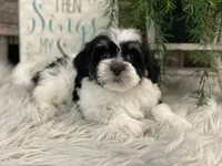 Denver, a male Havanese for sale in Shipshewana, IN – Photo 1 of 4