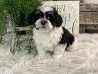 Denver, a male Havanese for sale in Shipshewana, IN – Photo 4 of 4