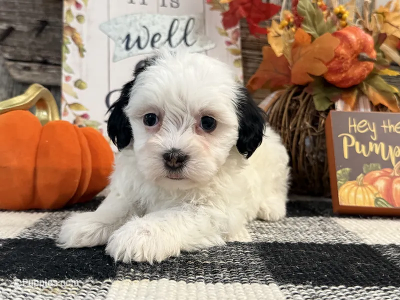 Rayna – Havanese puppy for sale in Shipshewana, IN