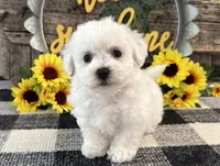 Tavis, a male Bichon Frise for sale in Shipshewana, IN – 4 of 6