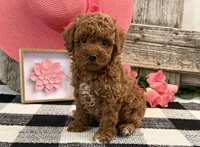 Tenley, a female Poodle - Miniature  for sale in Shipshewana, IN – Photo 1 of 6