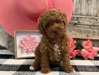 Tenley, a female Poodle - Miniature  for sale in Shipshewana, IN – Photo 3 of 6