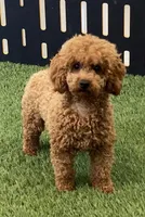 Tenley, a female Poodle - Miniature  for sale in Shipshewana, IN – Photo 6 of 6