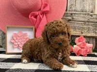 Tenley, a female Poodle - Miniature  for sale in Shipshewana, IN – Photo 2 of 6