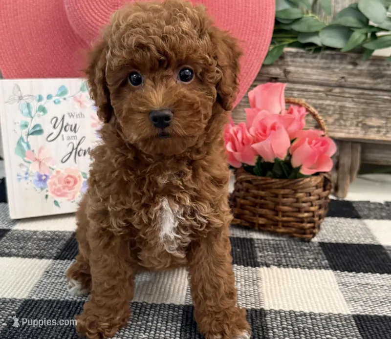 Tenley – Poodle - Miniature  puppy for sale in Shipshewana, IN
