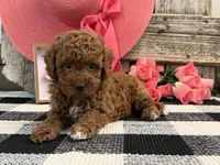 Tenley, a female Poodle - Miniature  for sale in Shipshewana, IN – Photo 4 of 6