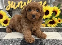 Bolt, a male Poodle - Toy  for sale in Shipshewana, IN – 3 of 6