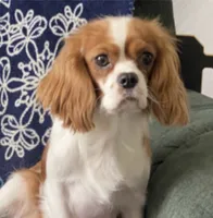 Miles, a male Cavalier King Charles Spaniel for sale in Shipshewana, IN – 5 of 6