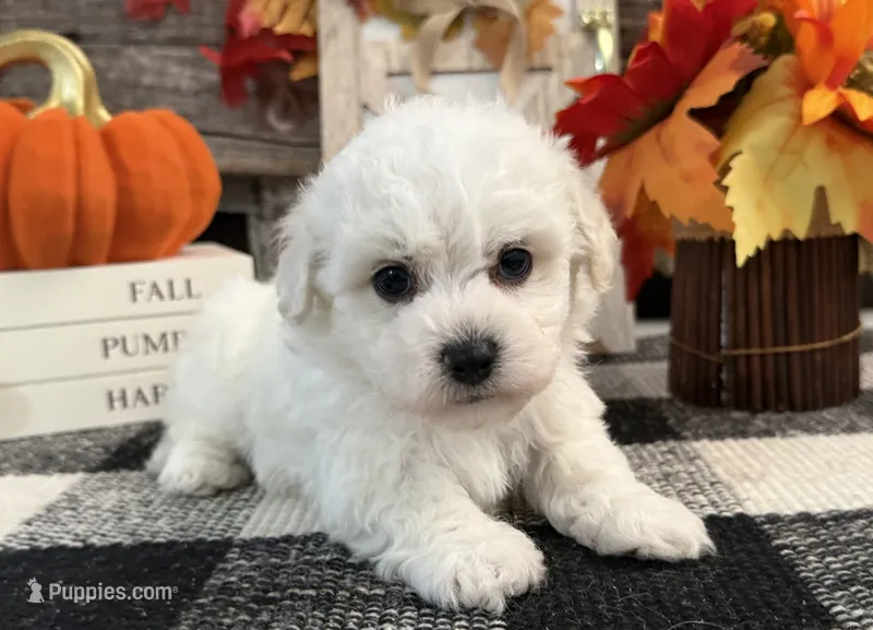 Dorian – Bichon Frise puppy for sale in Shipshewana, IN