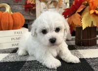 Dorian, a male Bichon Frise for sale in Shipshewana, IN – 1 of 6