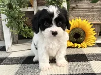 Niles, a male Bichon Frise and Cavalier King Charles Spaniel for sale in Shipshewana, IN – 4 of 6