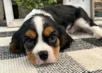 Miles, a male Cavalier King Charles Spaniel for sale in Shipshewana, IN – 2 of 5