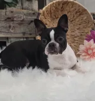 Jade, a female Boston Terrier for sale in Shipshewana, IN – Photo 6 of 6
