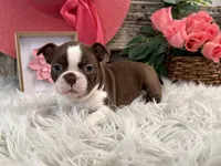 Jade, a female Boston Terrier for sale in Shipshewana, IN – Photo 3 of 6