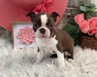 Jade, a female Boston Terrier for sale in Shipshewana, IN – Photo 2 of 6